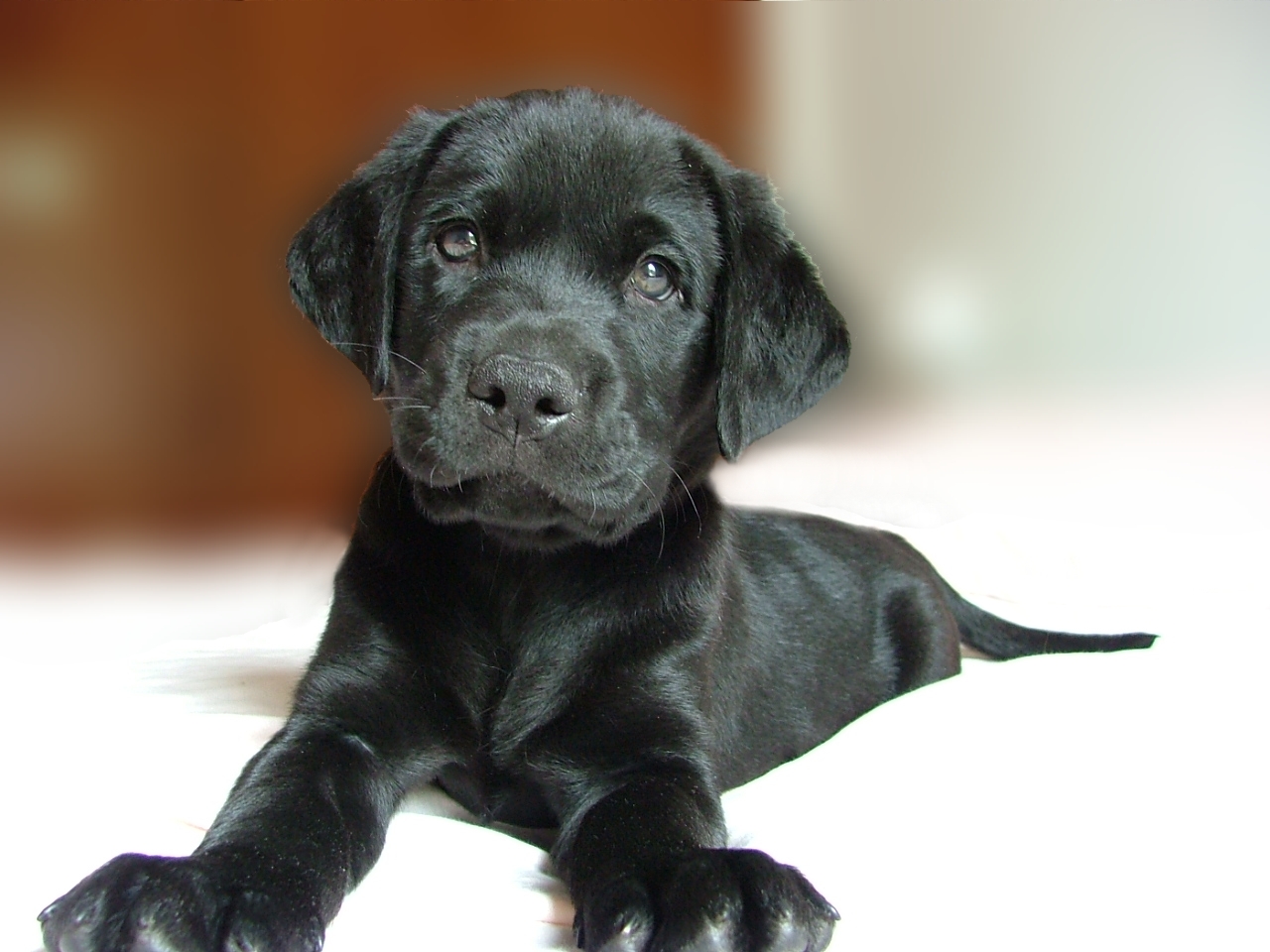 black-puppy-retriever-1381277